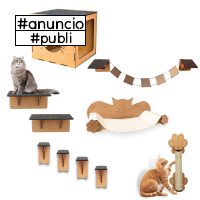 Playground Gatos